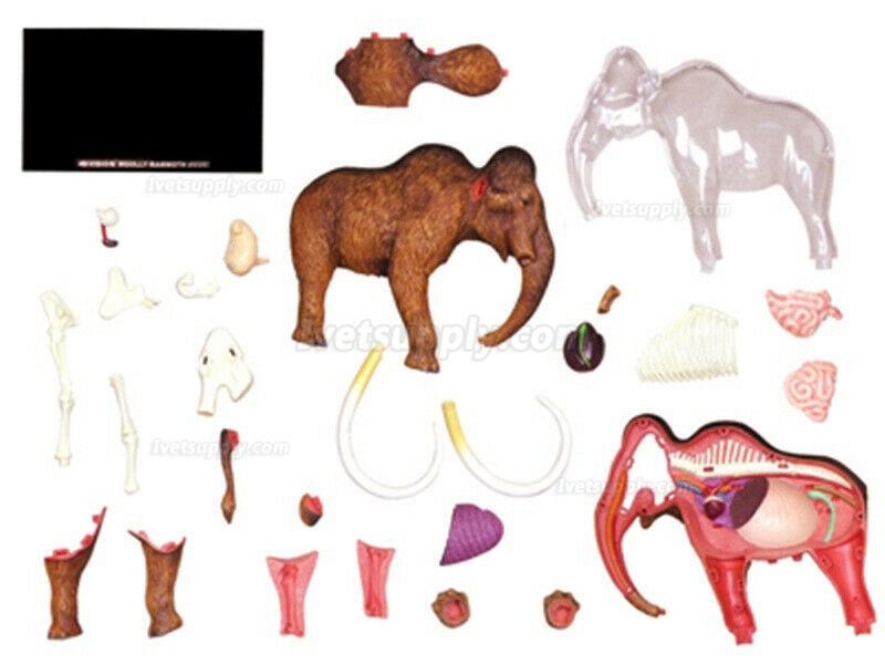 Elephant Anatomy Science And Education Assembled Model Teaching Model